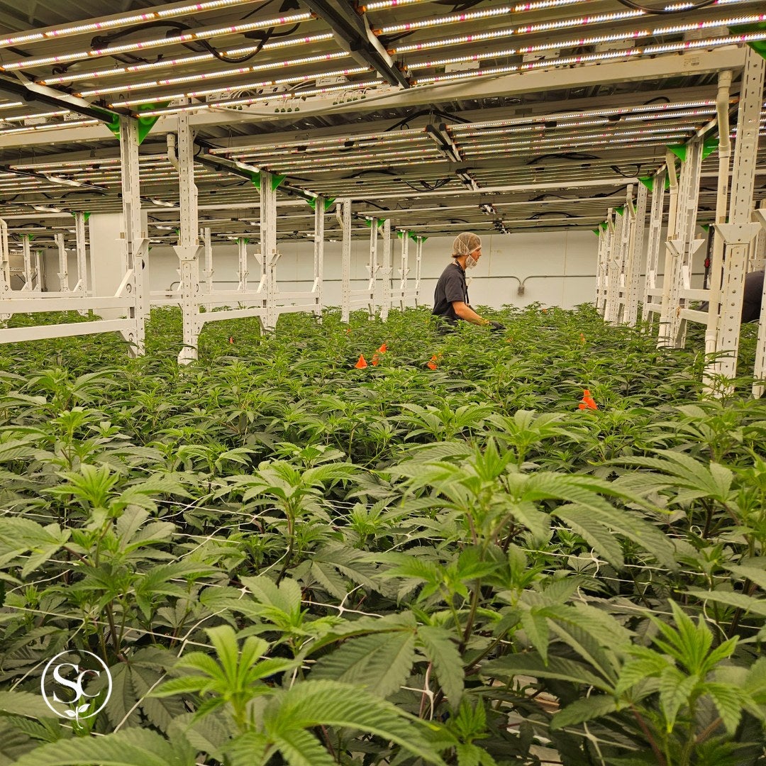 southern_crop_cultivation.jpg